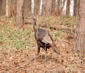 2014 04 27 WestwoodHills 004